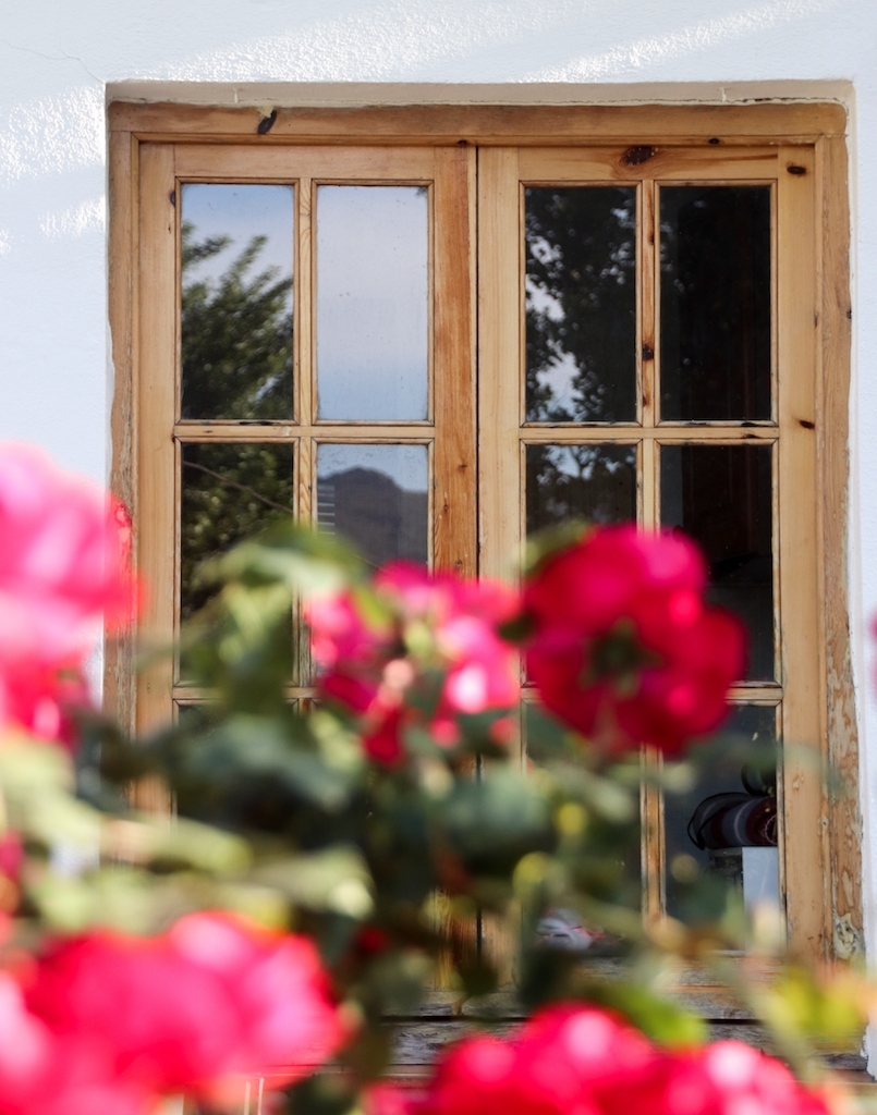 Roses in bloom in front of the wooden windows