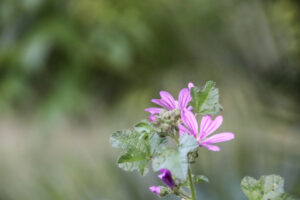 Wild herbs and flowers grow all over the Finca. Here you can see the wild mallow, which is completely edible and very nutritious.