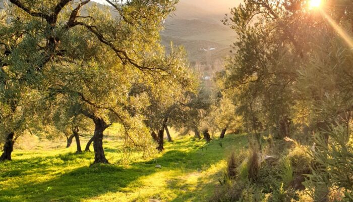 Olive grove near Finca Vegana
